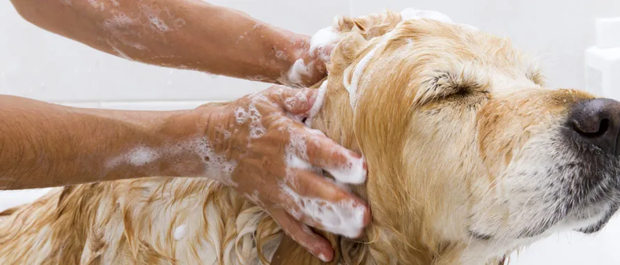7 conseils pour une bonne hygiène du chien - Animalis