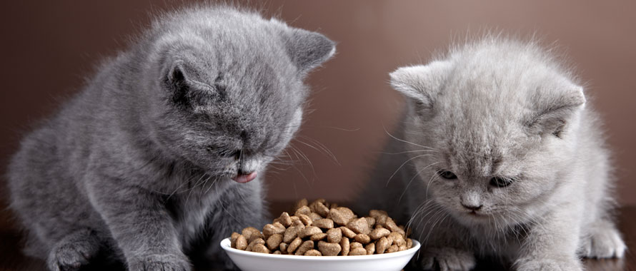 Comment nourrir un chaton ? - Animalis
