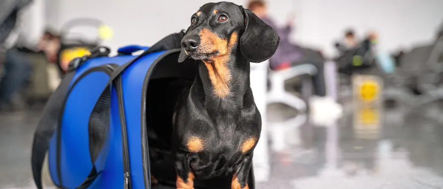 Sac transport chien cabine avion Homologué Air France