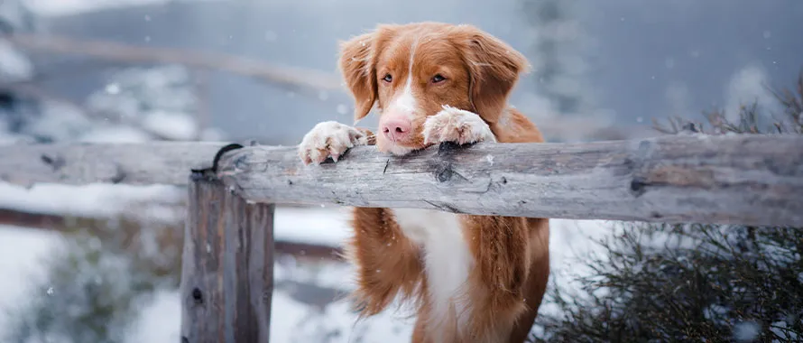 4 façons dont la neige fait du bien à la santé