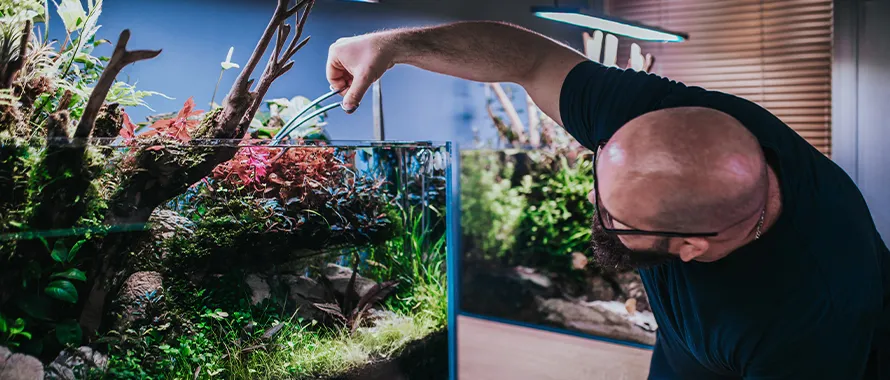 La vie des plantes aquatiques en aquarium