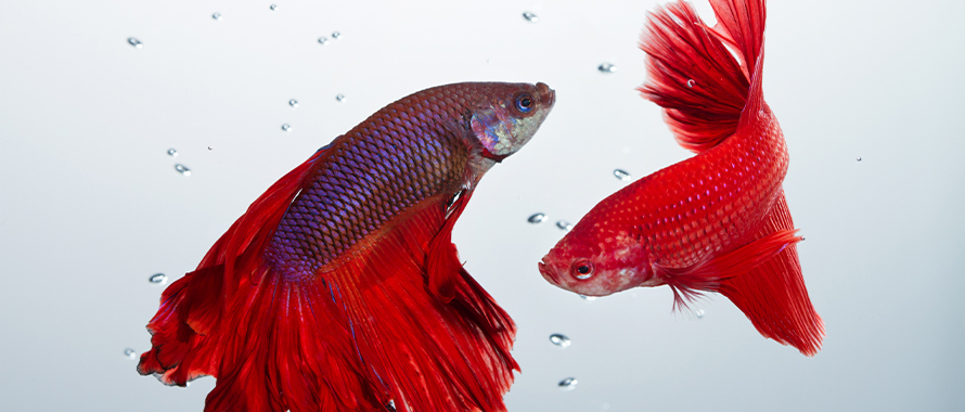 Aquariophilie : conseils, informations poissons et aquarium