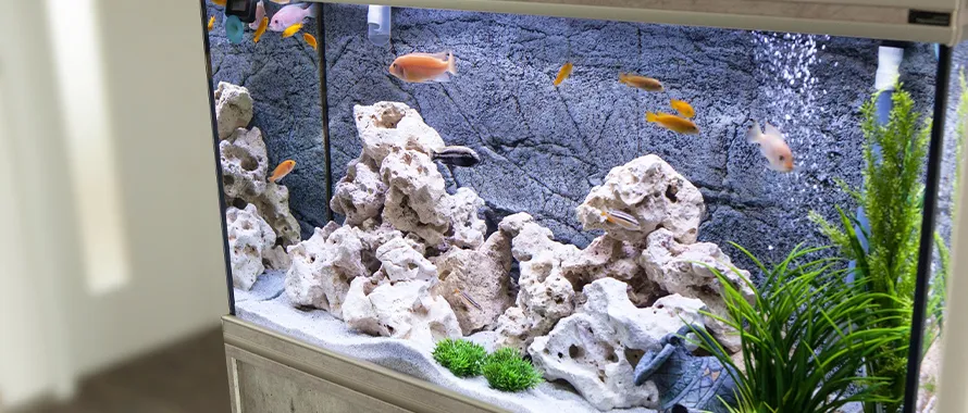 Quel filtre choisir pour mon aquarium ?