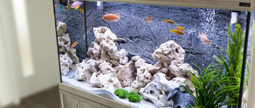 Bactéries d'aquariums - Aquarium d'Eau douce