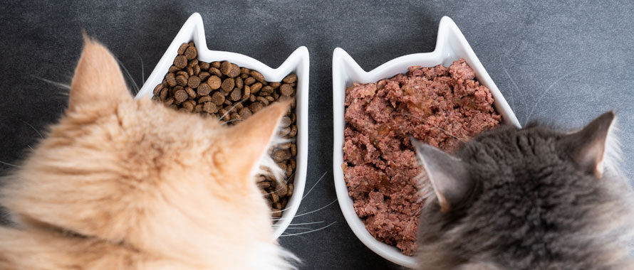 Croquette ou pâtée : quelle nourriture donner à son chat ? - Envies Animales
