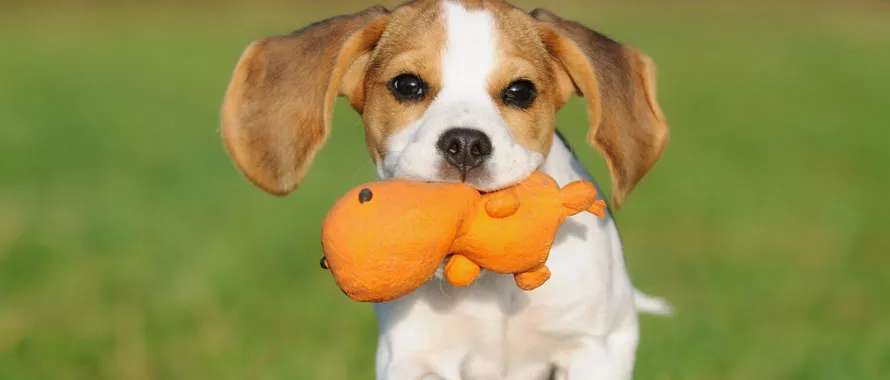 Éducation chiot - Jouets pour chien