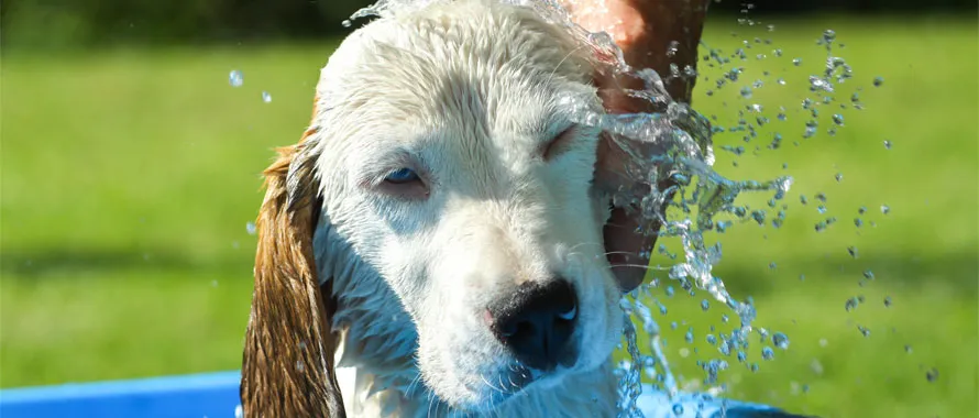 Votre chien dans une voiture au soleil, quelle température ? - Boutique Le  Jardin Des Animaux