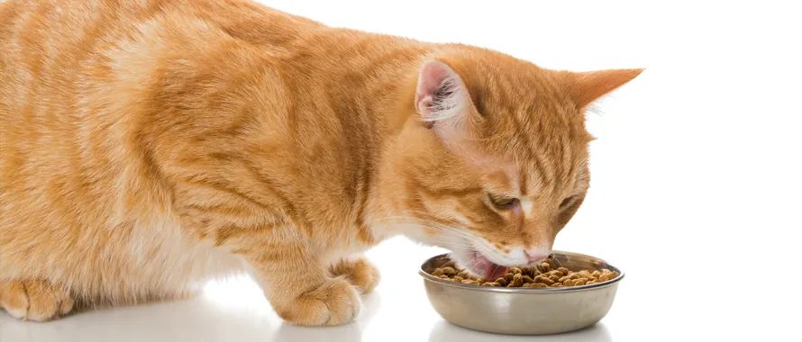 Comment nourrir un chaton ? - Animalis
