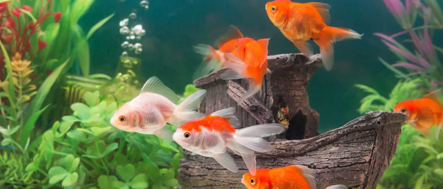 Comment nourrir son poisson rouge ? Quelle quantité de nourriture ?