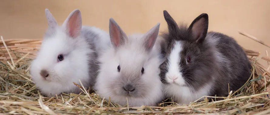 Un lapin et un lapin et un lapin