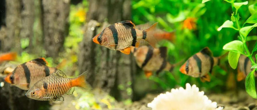 Comment brasser un aquarium d'eau de mer récifal ?