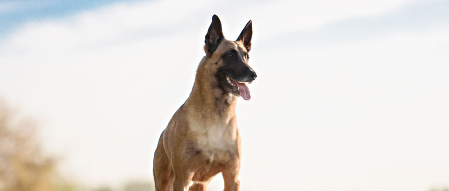 Malinois - Animalis