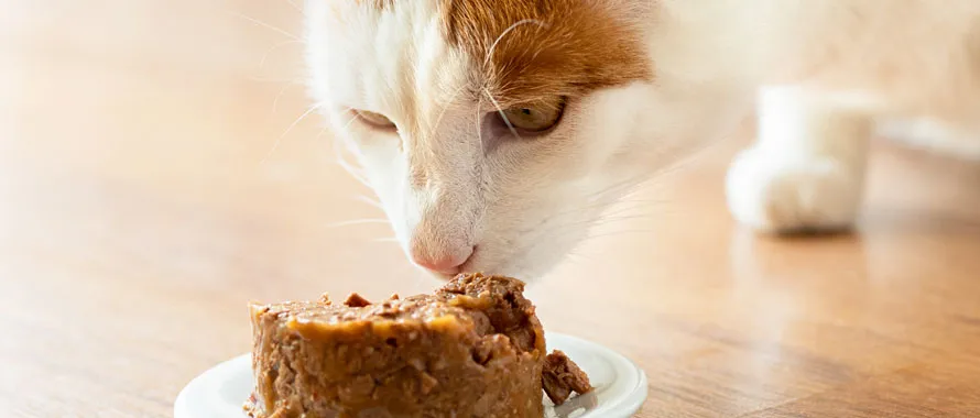 Comment choisir la pâtée pour son chat ?