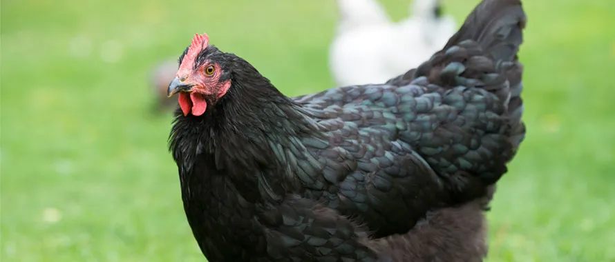 Poule Harco - Animalis