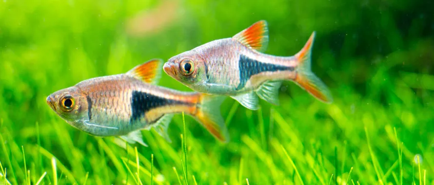 Les races de poissons - Animalis