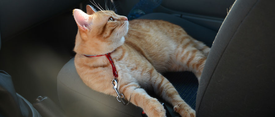 Long trajet en voiture : assurer le bien-être de son chat