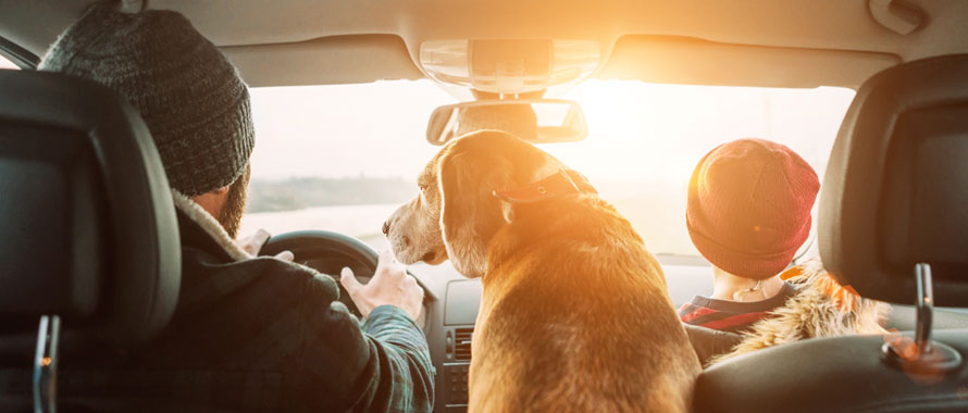 Transporter un chien en voiture : les solutions – Guide Chien