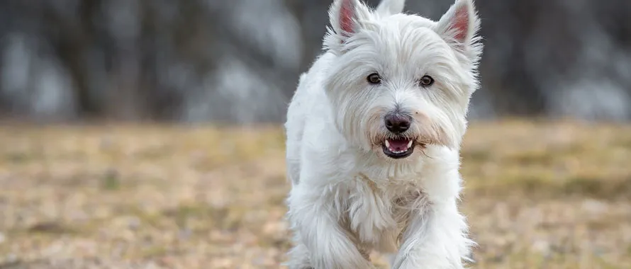 Westie - Animalis