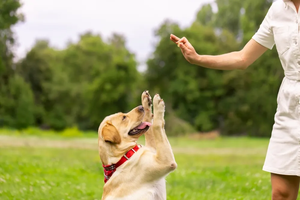 Comment choisir le bon animal de compagnie ? - Animalis