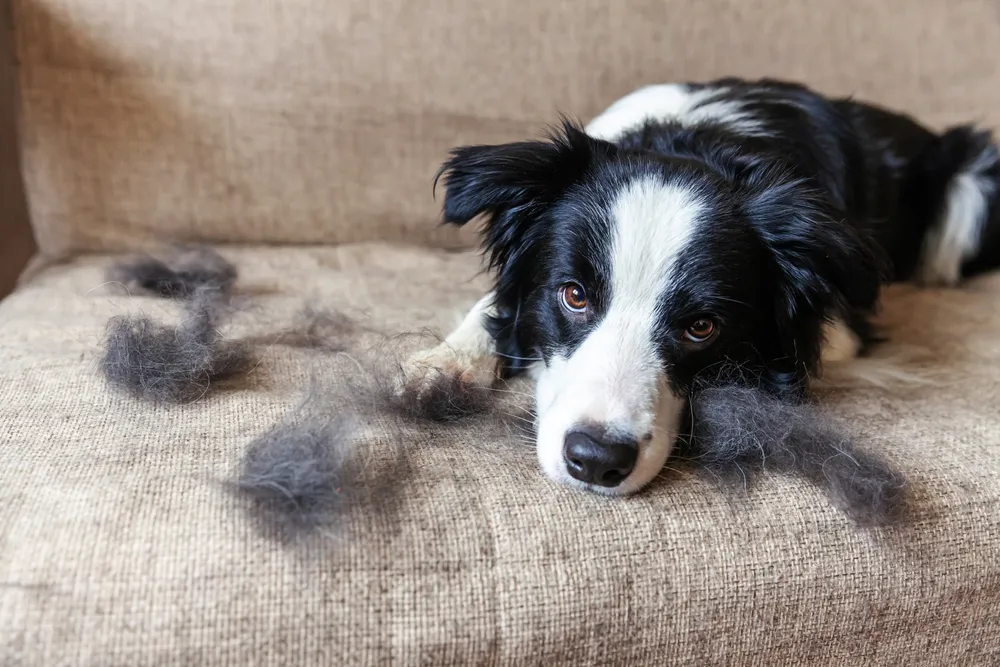 Des poils partout dans la maison : les meilleures astuces pour s'en  débarrasser - Animalis
