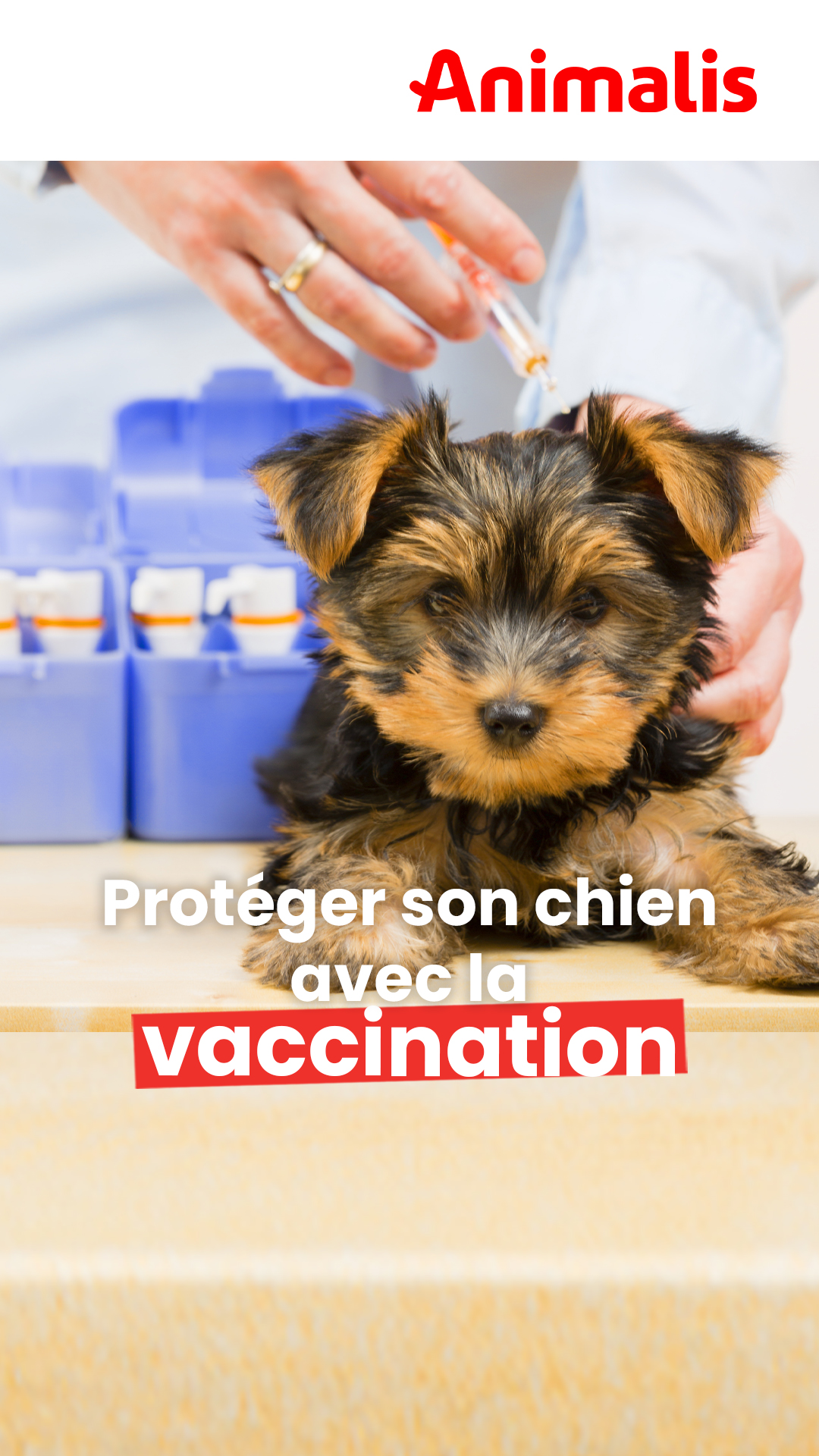 Protéger son chien en respectant son calendrier vaccinal Animalis