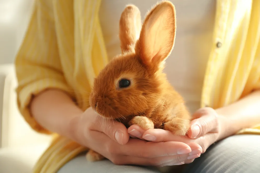 Les oreilles du lapin - Connaître son rongeur