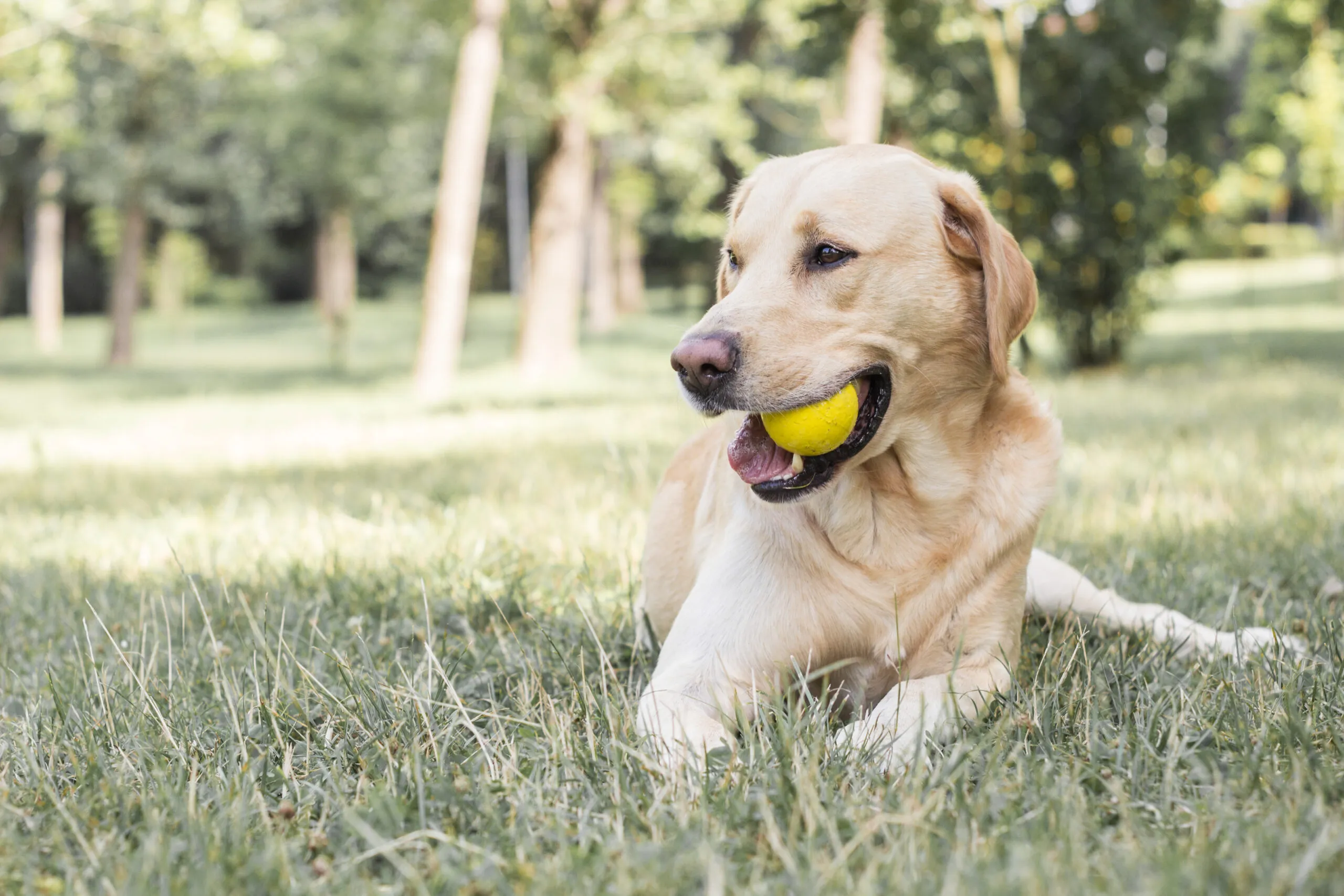 Santé bucco-dentaire du chien : l'importance d'une hygiène
