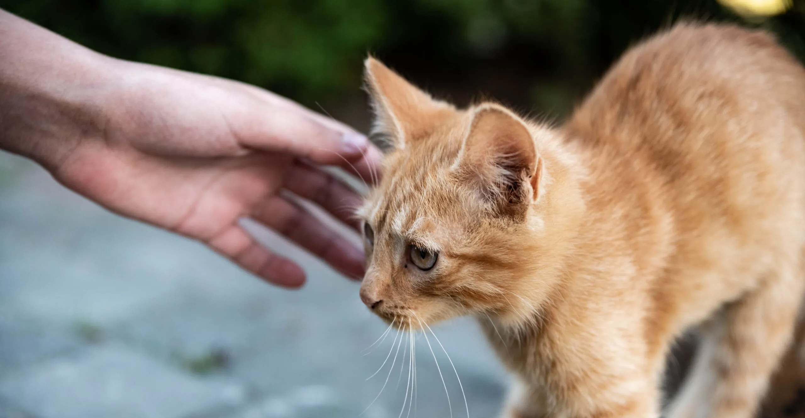 Les signes qui vous montrent que votre chat est stressé - Animalis