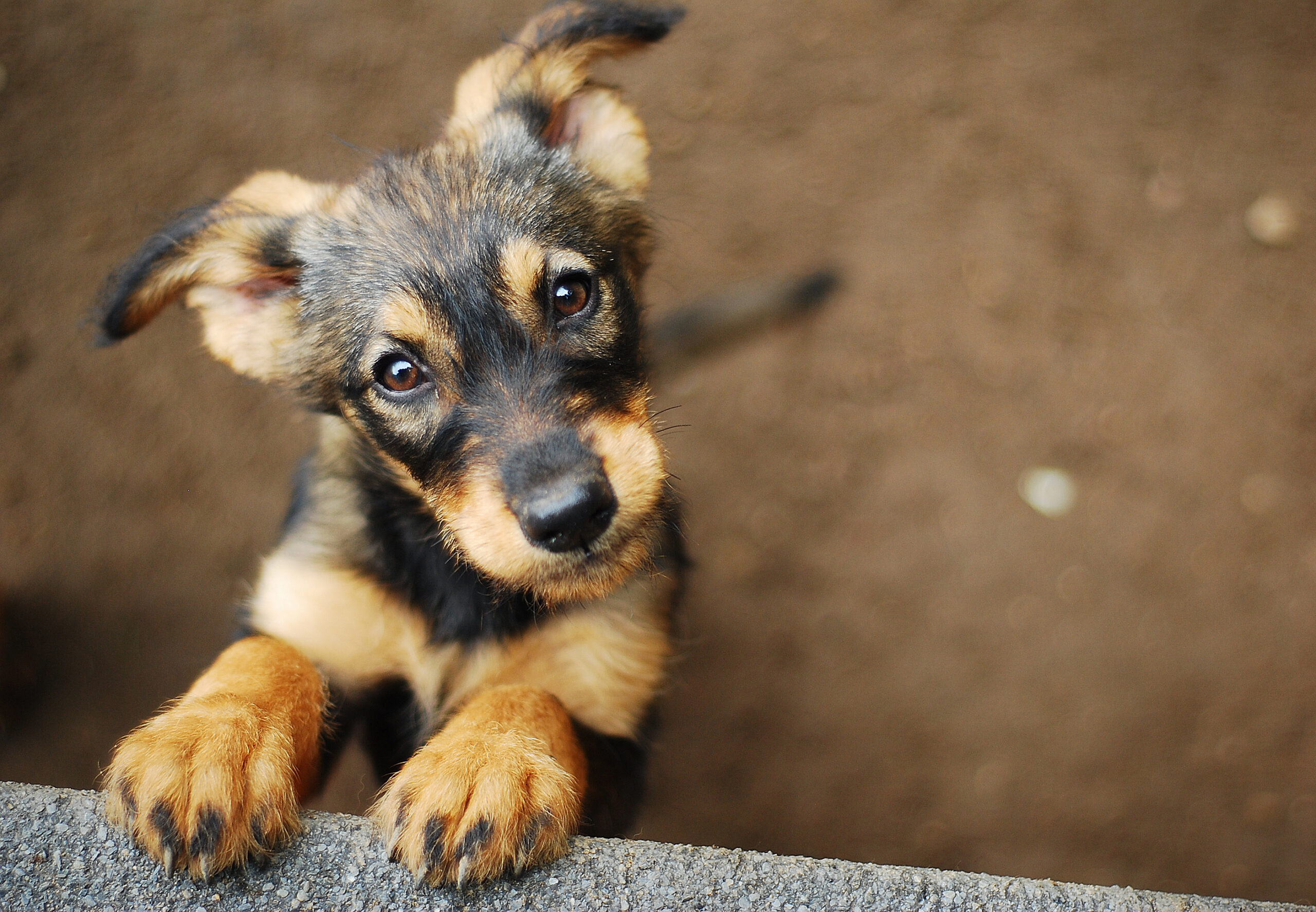 Le chien fidèle risque sa vie pour sauver la vie de son propriétaire