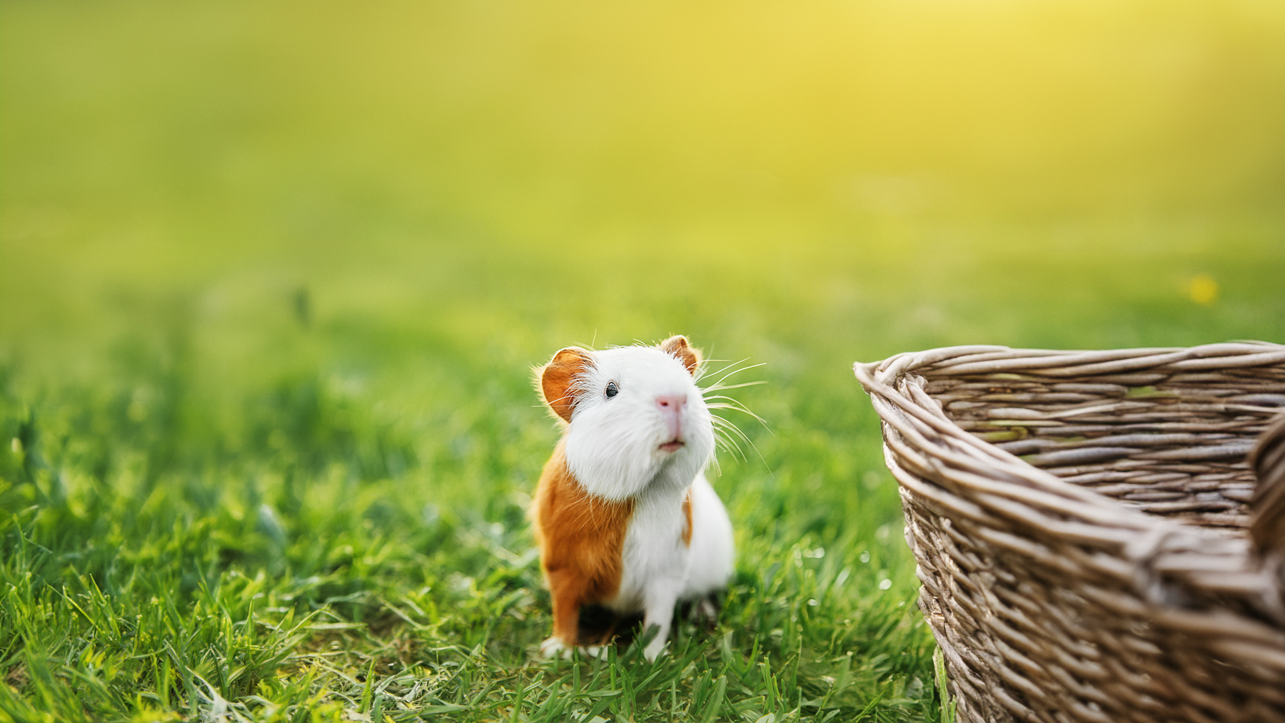 Comment voyager avec mon cochon d