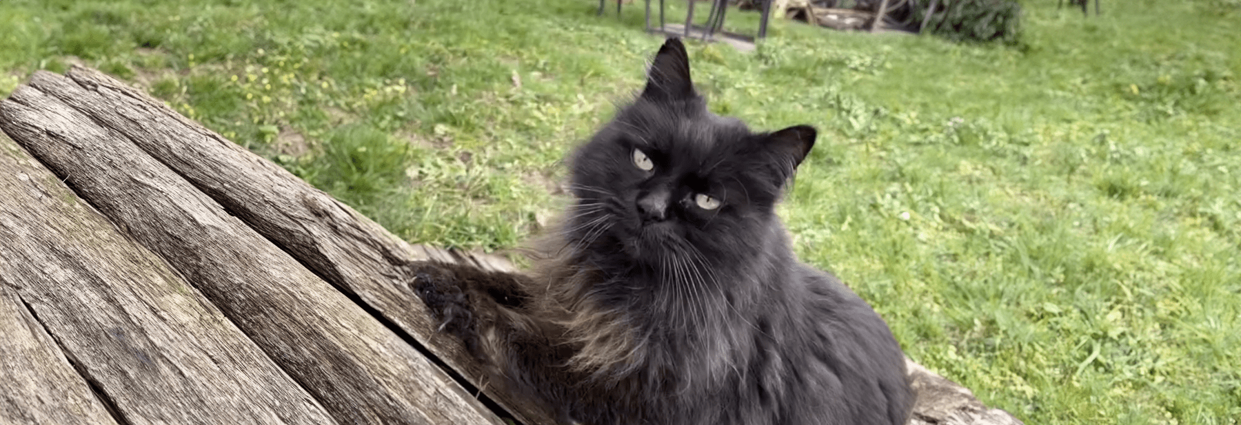 Un refuge de rêve pour nos amis félins Animalis