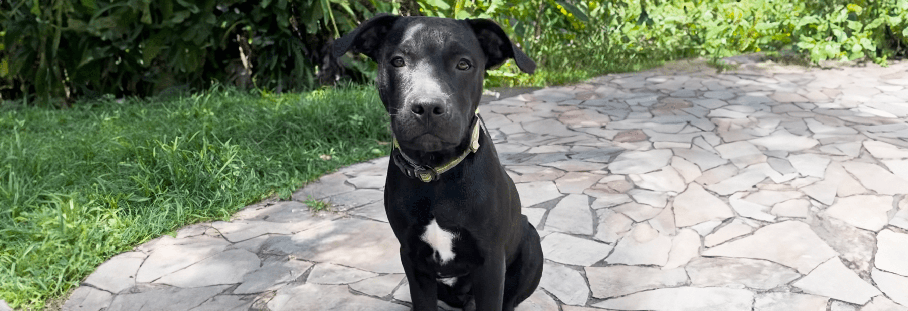 Paaw X Animalis Adoption l’union fait la force Animalis