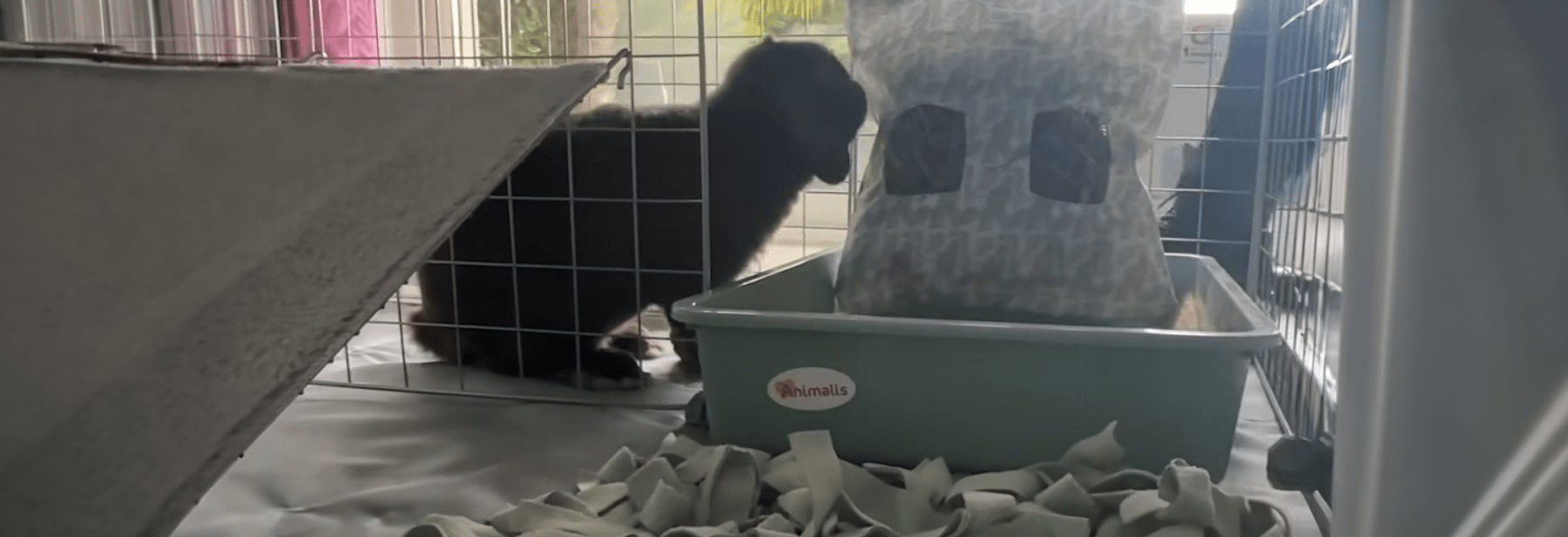 Un espace sécurisé pour Noopie Animalis