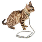 Bobby - Collier Nala Gris pour Chat - 30cm image number null