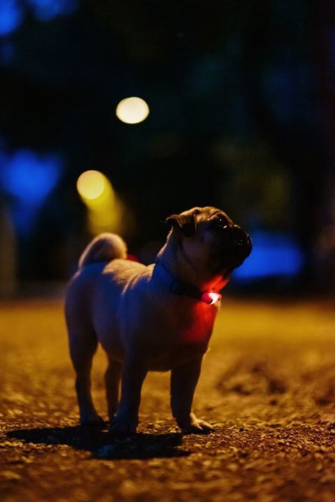 Tickless - R&eacute;pulsif Antiparasitaire Mini Dog Ultrason Rechargeable pour Chiens - Noir Image num&eacute;ro 4