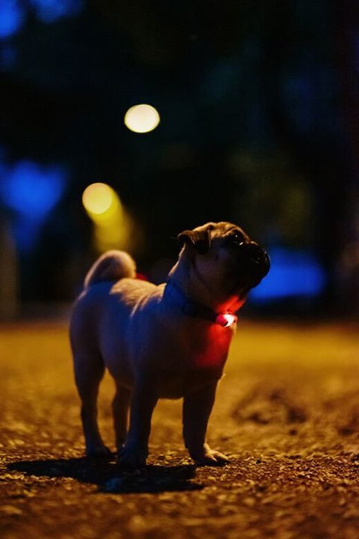 Tickless - Répulsif Antiparasitaire Mini Dog Ultrason Rechargeable pour Chiens - Noir Image numéro 4 Tickless - Répulsif Antiparasitaire Mini Dog Ultrason Rechargeable pour Chiens - Noir Image numéro 4