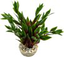 Labeo - Dracaena coloré - Plante Artificielle Aquarium Indicateur image numéro 2