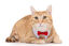 Gotoo - Nœud papillon Rouge pour Chat Indicateur image numéro 2