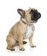 FuzzYard - Collier Go Nuts pour Chien - L Indicateur image numéro 2
