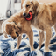 Kong - Jouet Anneau Ring En Caoutchouc pour Chien - S/M Indicateur image numéro 4