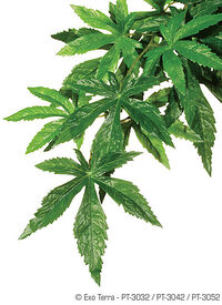 Exo Terra - Plante Abutilon pour Terrarium - L