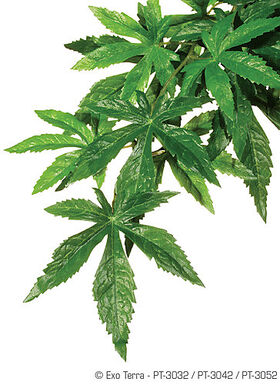 Exo Terra - Plante Abutilon pour Terrarium - L
