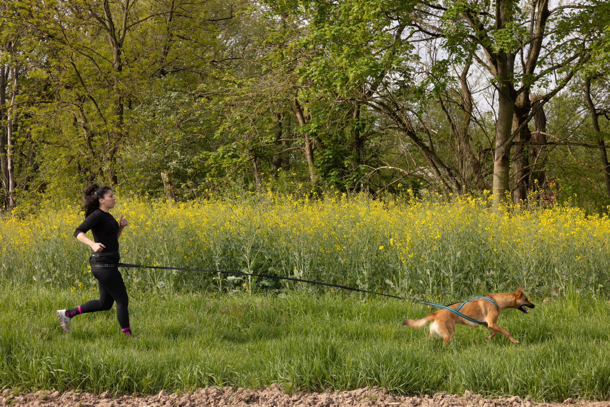 Cani Gear - Longe de Traction Classica pour Chiens - 1,9m Image num&eacute;ro 2