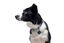 Gotoo - Collier Mesh Turquoise pour Chien - S Indicateur image numéro 4