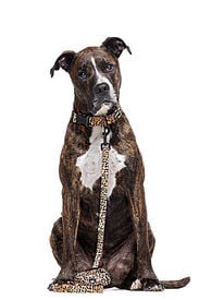 Gotoo - Collier Leopard pour Chien