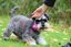 Croci - Jouet Os En Caoutchouc Violet pour Chiens - 13cm Indicateur image numéro 2