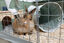 ZOLUX - HABITAT MODULABLE NEOPARK LAPIN - 140X105X70 Indicateur image numéro 3