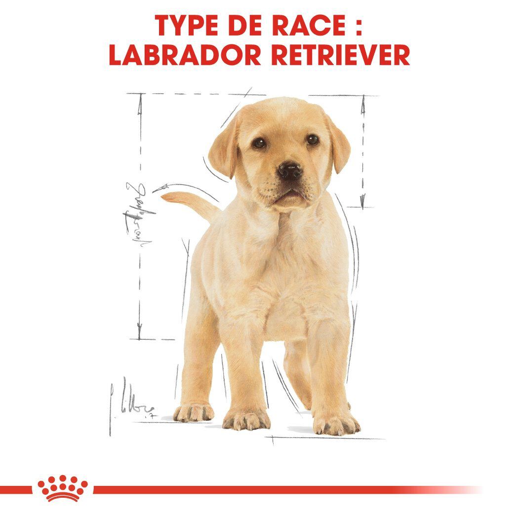 Royal Canin - Croquettes Labrador Junior pour Chiot - 12Kg Image num&eacute;ro 6