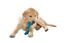 Croci - Jouet Os En Caoutchouc Bleu pour Chiens - 13cm Indicateur image numéro 2