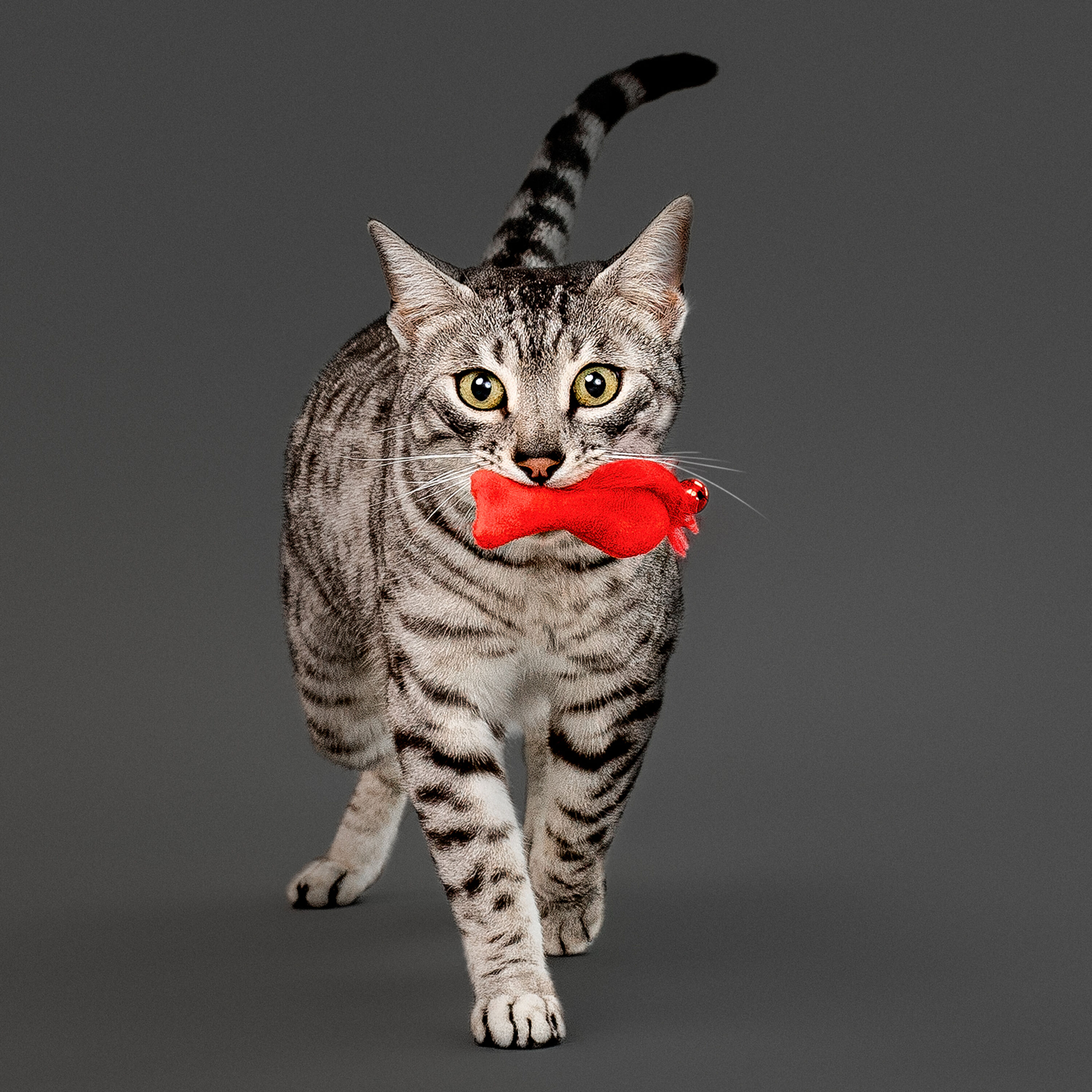 Playology - Jouet P&ecirc;che en Feutre Pack Economique pour Chats Image num&eacute;ro 3